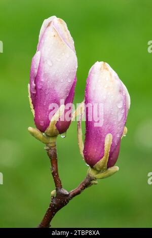 Zwei, Knospen, Magnolia Knospen Pink, Magnolie, Knospen, Blume, ein, Grün, Hintergrund, Frühling, Untertasse Magnolia, Magnolia Lennei Stockfoto