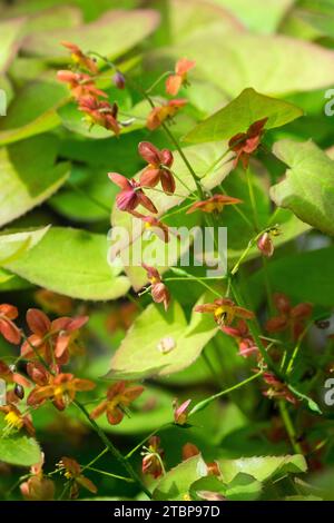 Epimedium, Barrenkraut, Epimedium warleyense, Orange, Blüte, Warley Epimedium, Frühling, Pflanze, Blüte Stockfoto