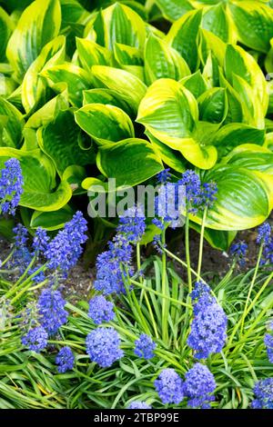 Bantain Lily, Spring, Funkia, Hosta, Traubenhyazinthe, Muscari, gemischt, blühend, Pflanzen in Garden Blue Green Stockfoto