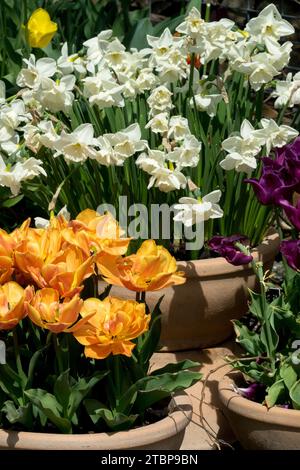 Orange Tulpen, weiß, Narzissen in Töpfen, Frühling, Blüte, Pflanzen, Garten, Jahreszeit, Blumen Stockfoto