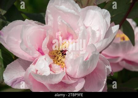 Schöner japanischer Baum Pfingstrose Blume Pfingstrose 'Tamafuyo' Paeonia Baum Rosa weiß Stockfoto