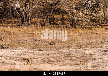 Ein Chacma Baboon, Papio ursinus, Baby mit seiner Mutter, das am Ufer des Chobe Flusses, Chobe Nationalpark, Botsuana entlang läuft. Stockfoto