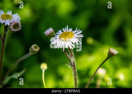 Daisy Fleabane mit winzigen Wassertropfen auf zarten Blütenblättern Stockfoto