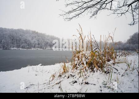 Gelbes und grünes Gras ragt aus Schnee auf dem Ufer eines gefrorenen Sees oder Flusses im Eis hervor Stockfoto