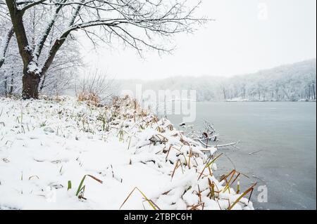 Grünes und gelbes Gras auf dem Schneeufer des gefrorenen Waldsees. Bäume im Hintergrund Stockfoto