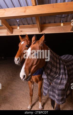 Portrait Nahaufnahme von zwei reinrassigen Sattelpferden, die karierte Decke gegen Kälte tragen, die in einem Tierheim im Fahrerlager stehen Stockfoto