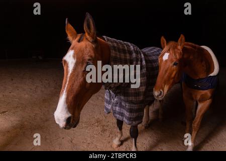 Portrait Nahaufnahme von zwei reinrassigen Sattelpferden, die karierte Decke gegen Kälte tragen, die in einem Tierheim im Fahrerlager stehen Stockfoto