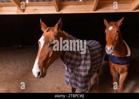 Portrait Nahaufnahme von zwei reinrassigen Sattelpferden, die karierte Decke gegen Kälte tragen, die in einem Tierheim im Fahrerlager stehen Stockfoto