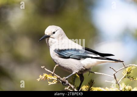 Clarks Nussknacker (Nucifraga columbiana) thronte auf einem Baumzweig. Banff National Park, Alberta, Kanada. Stockfoto