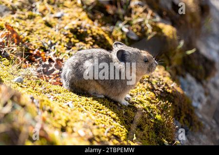 Pika am Moraine Lake Rockpile Trail. Banff National Park, Alberta, Kanada. Stockfoto