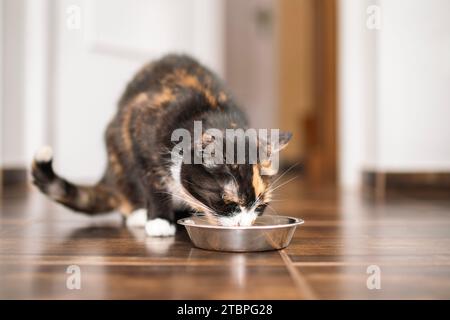 Braune hungrige Katze, die in der Küche aus einer Metallschale isst. Hausleben mit Haustier. Stockfoto