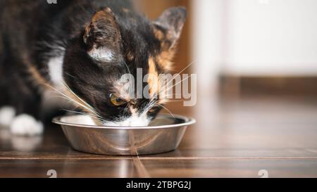 Braune hungrige Katze, die in der Küche aus einer Metallschale isst. Hausleben mit Haustier. Stockfoto