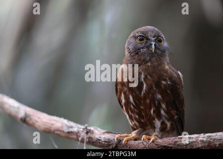 Das braune Büchlein (Ninox scutulata), auch bekannt als die braune Falkeneule. Dieses Foto wurde auf der Insel Java, Indonesien (Ninox scutulata javanensis) aufgenommen. Stockfoto