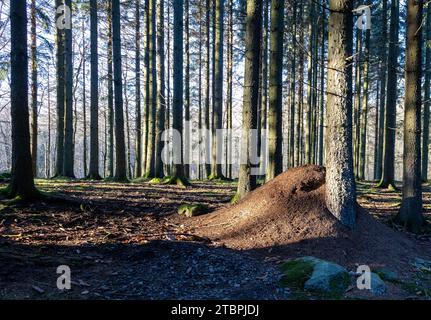 Eine sonnige Outdoor-Szene mit einem grasbewachsenen Hügel in einem Wald von hohen Bäumen mit üppigem Laub Stockfoto