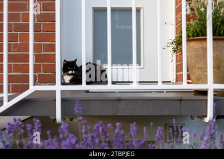 Eine schwarz-weiße Katze, die auf einer Fensterbank sitzt und zur Seite blickt Stockfoto