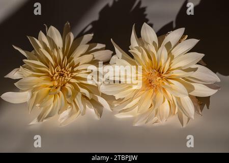 Eine Nahaufnahme von zwei weißen Blumen auf einem Tisch, mit den Schatten der Blumen auf dem Tisch Stockfoto