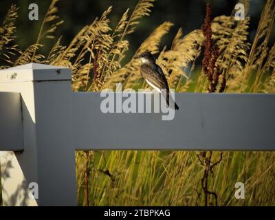 Ein brauner Vogel auf einem weißen Zaunpfosten auf einem grünen Grasfeld Stockfoto