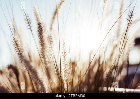 Eine Nahaufnahme eines üppigen Feldes mit goldenem Gras am Nissi Beach in Ayia Napa, Zypern Stockfoto
