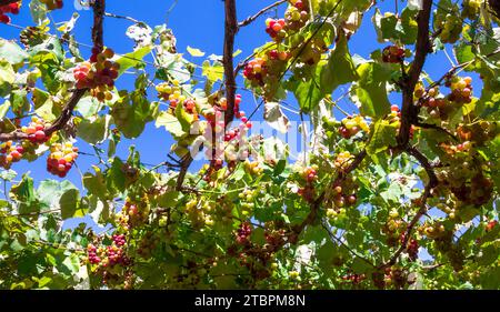 Eine Nahaufnahme reifer, saftiger Trauben, die an einem sonnigen Sommertag auf einem Baumzweig in der Sonne leuchten, umgeben von üppig grünem Laub Stockfoto