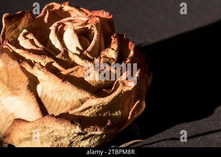 Eine einzelne Rose hebt sich vor einem schwarzen Hintergrund hervor und zeigt eine hellgelbe Sonne am fernen Himmel Stockfoto