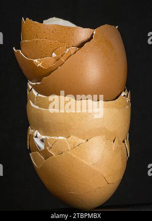 Eine weiße Eierschale mit gebrochenem Rand, in der sich ein ganzes Ei auf einem hellgrauen Hintergrund befindet Stockfoto
