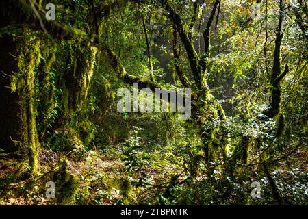 Moos bewachsene Bäume in einem natürlichen Wald in Südalbanien Stockfoto
