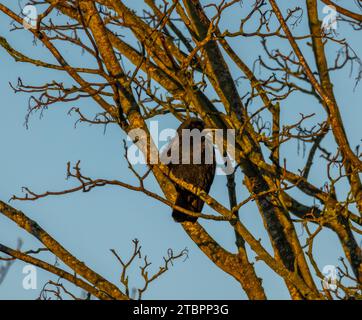 Rook Stockfoto