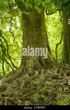 FAGUS SYLVATICA „GEMEINE BUCHE“ – AVEBURY, WILTSHIRE, ENGLAND Stockfoto