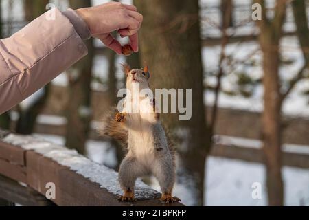 Lustiges, rotes Eichhörnchen, das auf zwei Beinen steht, streckt nach Nahrung in der menschlichen Hand. Eichhörnchen füttern im Winterpark Stockfoto