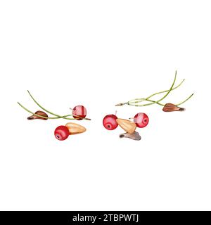 Verstreute Pinienkerne, rote Beeren, Piniennadeln und Samenelemente Zusammensetzung. Handgezeichnete Aquarellillustration isoliert auf weißem Hintergrund. Stockfoto
