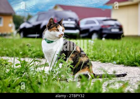 Calico Cat Girl sitzt auf einem Betongartenweg vor Autos, die am Sommertag auf dem Rasen auf dem Land geparkt sind. Stockfoto