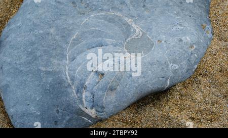 Ammonitfossilien am Strand von Lyme Regis - John Gollop gefunden Stockfoto