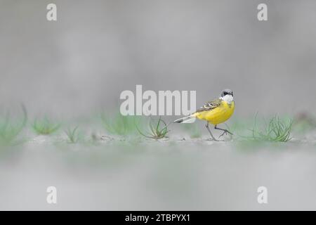 Wandern zwischen den Grasbüscheln, der gelbe Bachstelz (Motacilla flava) Stockfoto