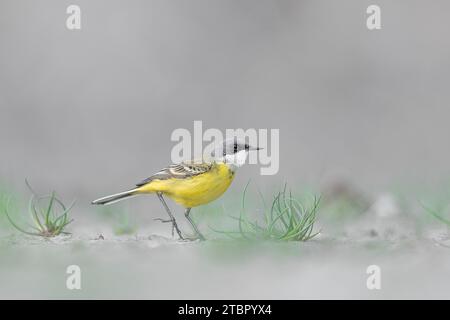 Wandern zwischen den Grasbüscheln, der gelbe Bachstelz (Motacilla flava) Stockfoto