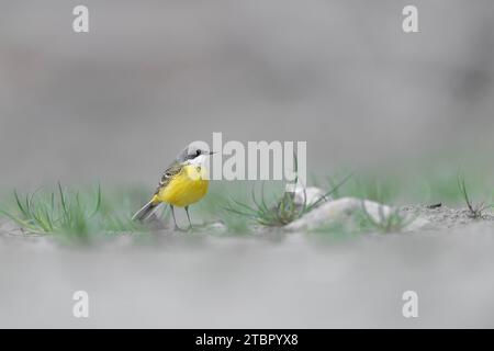 Kunstporträt von gelbem Bachstelz (Motacilla flava) Stockfoto