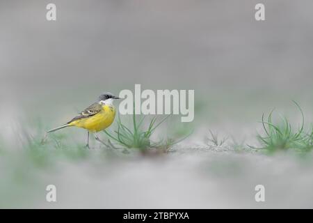 Kunstporträt von gelbem Bachstelz (Motacilla flava) Stockfoto