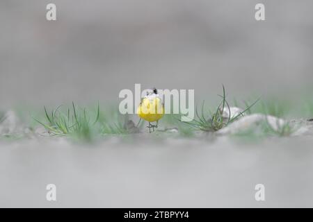 Wandern zwischen den Grasbüscheln, der gelbe Bachstelz (Motacilla flava) Stockfoto