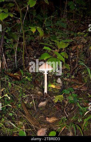 Junge giftige grüne Amanita-Phalloide im Wald in der Herbstsenkrecht Stockfoto