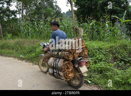 VIETNAM, Provinz Yen Bai, Dorf Nam Lanh, Zimtgewürzzucht, die Rinde des Zimtbaums wird für Gewürze / Zimtanbau verwendet, die Rindes des Zimtbaums wird für Zimtgewürz verwendet Stockfoto