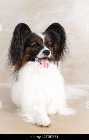 Studio-Aufnahme eines entzückenden weißen Papillon-Hundes auf hellem Hintergrund Stockfoto