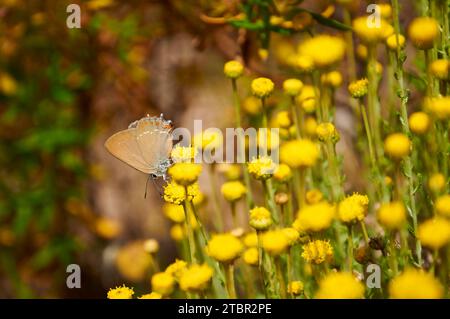 Falscher Ilex-Haarstreifen (Satyrium esculi) Schmetterling über Lavendelbaumwolle (Santolina chamaecyparissus) Blumen (Llíber, Marina Alta, Alicante, Spanien) Stockfoto