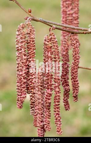 Februar, Catkins, Corylus, Blütenstand, Red Filbert, Corylus Maxima, Blüten, Blüten, lang, Katzenhaut Stockfoto