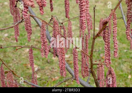 Blütenstand, auf, Zweige, Blüte, Roter Filbert, Corylus, Garten, Februar, Corylus Maxima, Winter Stockfoto