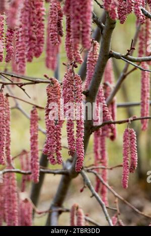 Winter, Aments, Februar, Catkins, Pflanze, Corylus, Blooming, Sträucher, Roter Filbert Corylus maxima „Rote Zeller“ Stockfoto