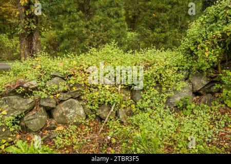 Mile-a-Minute Weed - Persicaria perfoliata Stockfoto