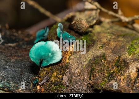 Grüne Elfcup-Chlorociboria aeruginascens Stockfoto