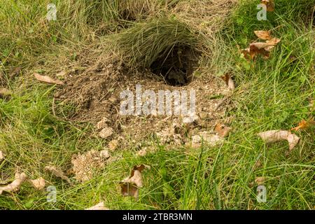 Unterirdisches Yellowjackennest, das von Wildtieren überfallen wird Stockfoto