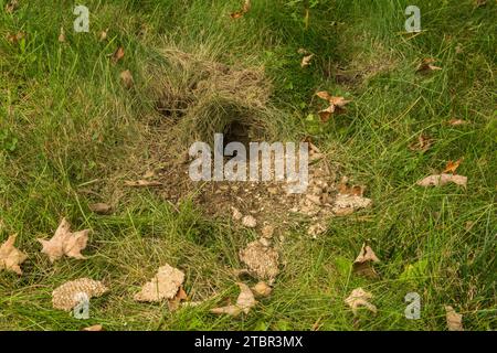 Unterirdisches Yellowjackennest, das von Wildtieren überfallen wird Stockfoto