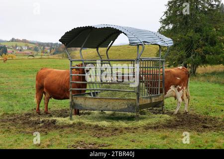 Die Kuh steht an einem Futterplatz und isst Heu Stockfoto