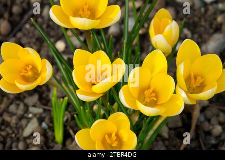 Golden Crocus, Crocus chrysanthus „Romance“, Februar, Blumen, Winter, Crocuses Crocus „Romance“ Stockfoto